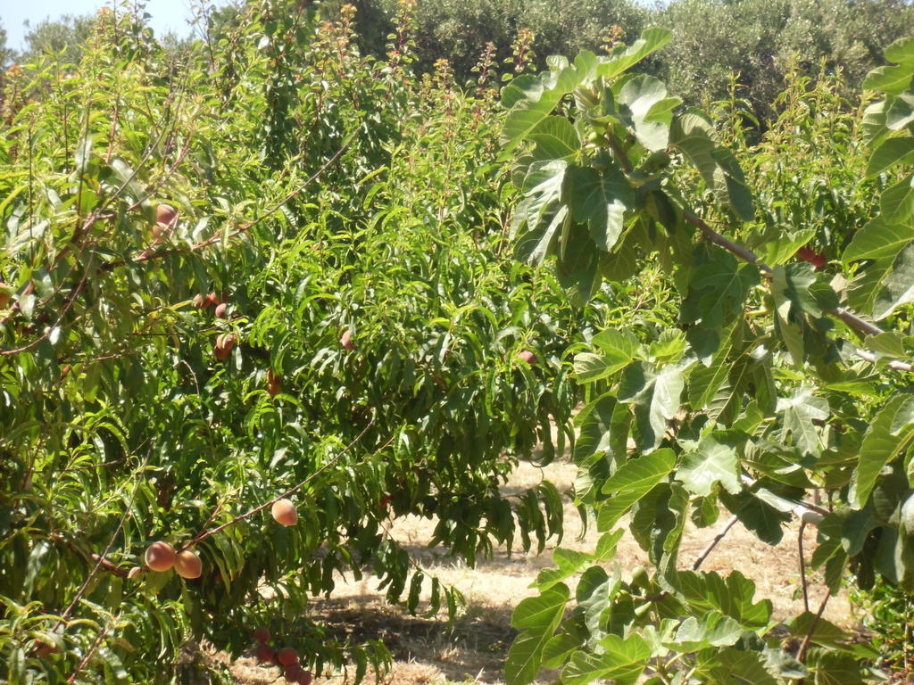 Stella Di Sicilia Villa San Fratello Bagian luar foto